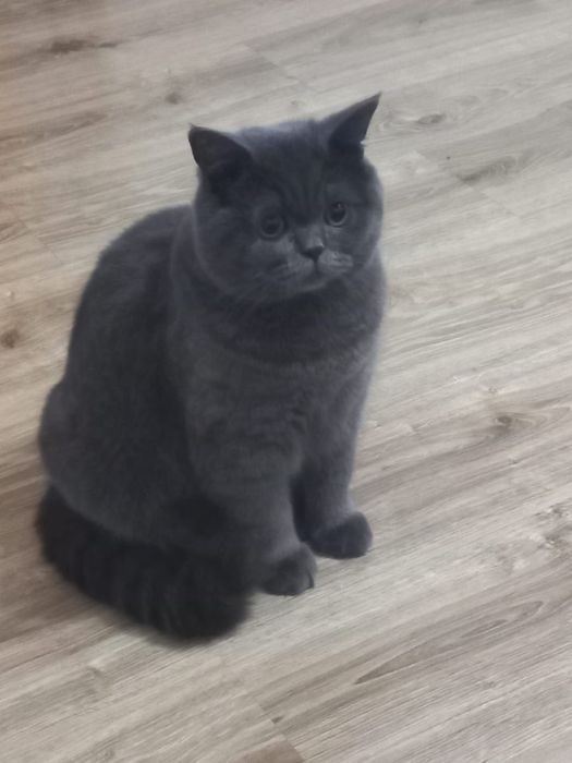 Котята БриТанСкие