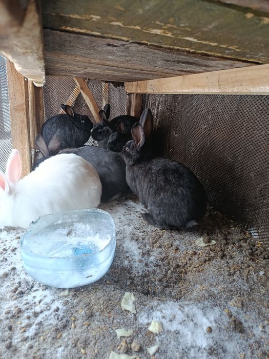 Продам молодых кролов!