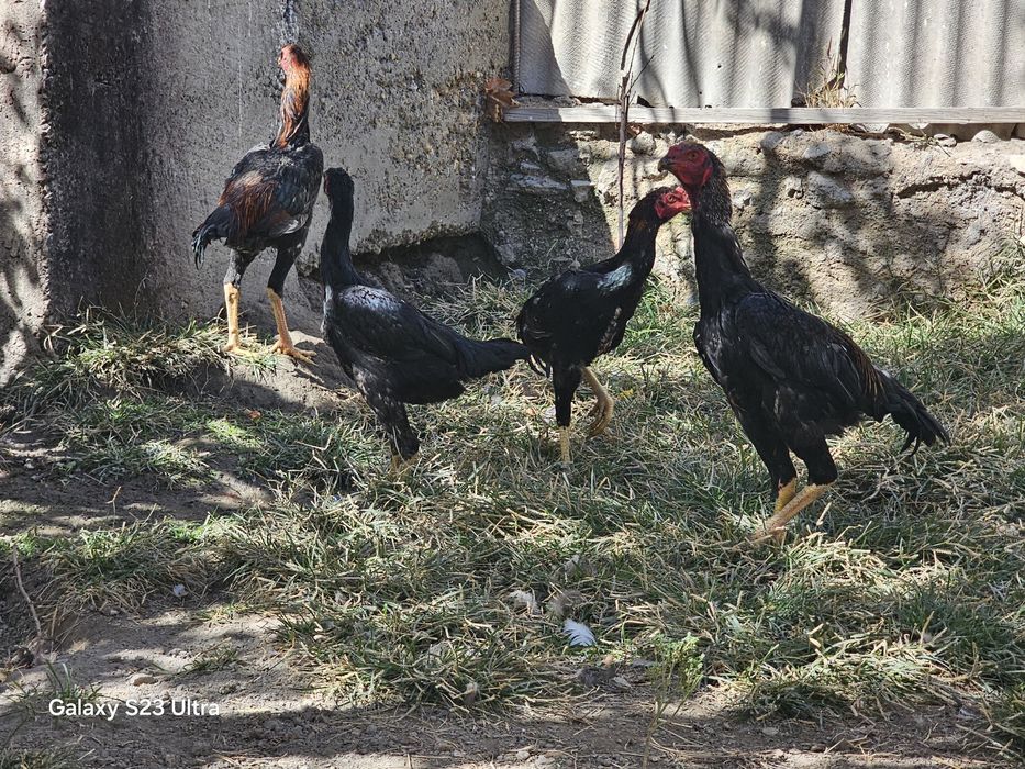 Rus porno aktrisasi Anjelinaning surati