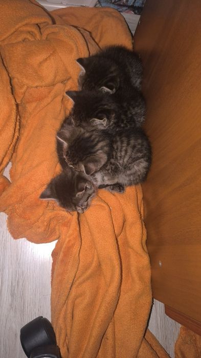 Котята ищут дом.