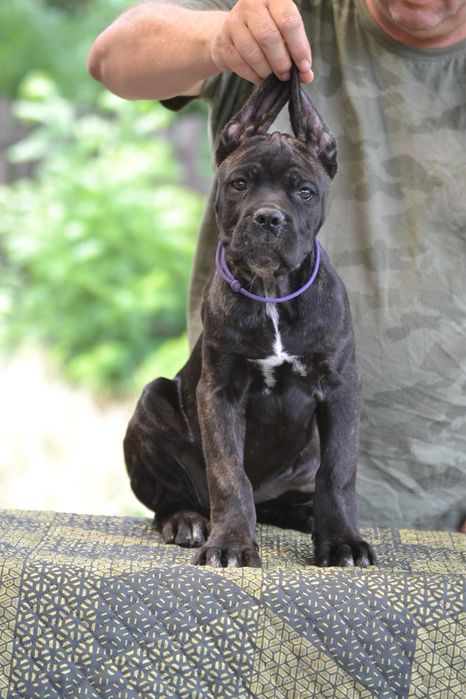 Cane Corso  3 luni
