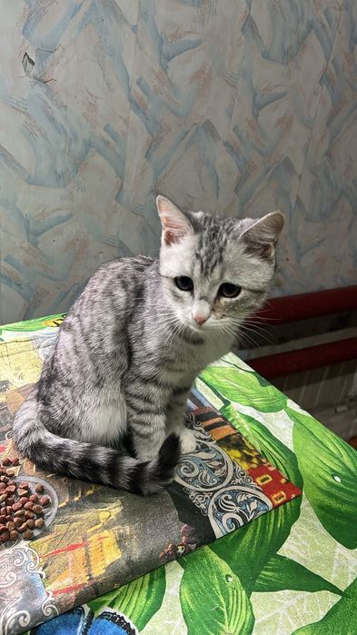 Котенок шотландский 6 мес