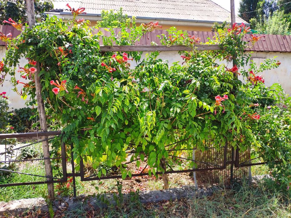 Саженцы кампсиса укореняющегося