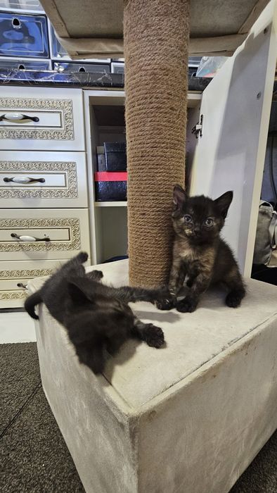 Котята бесплатно