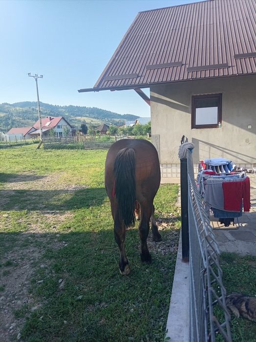 Vand mânz de un 1 ani