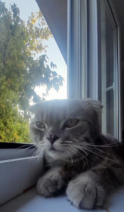 Scottish fold ög'ipbola