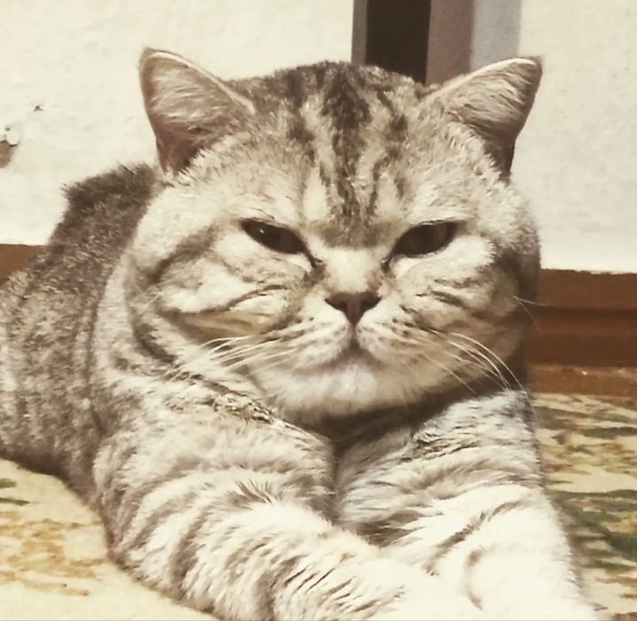 Кот бретанец ищет кошечек