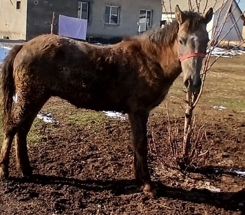 Жылқыы сатыладыы