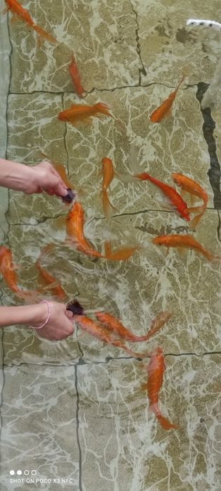 Золотоая рыба, олтин балик,