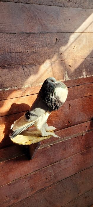 Porumbei diferite rase