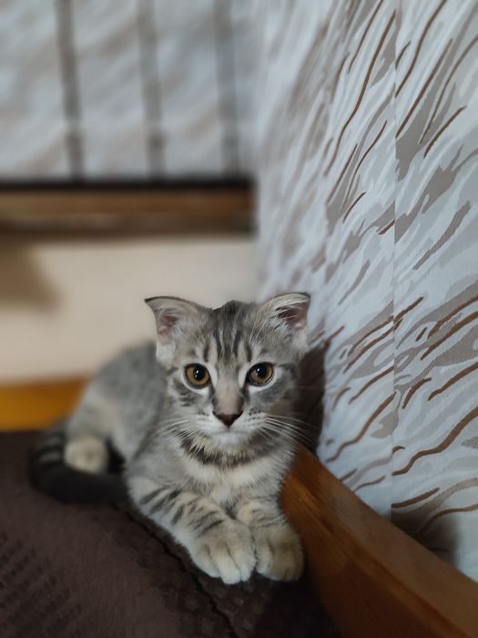 Продаю котят Скотиш Фолд и Скотиш страйт от правильной вязки.