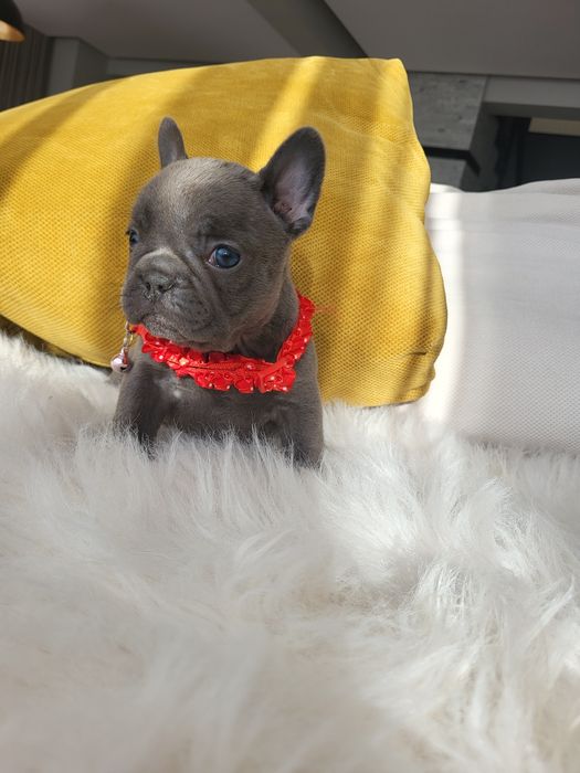 Bulldog francez blue