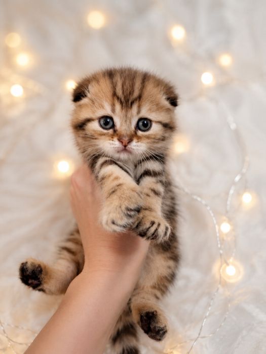 Котята скотиш фолд