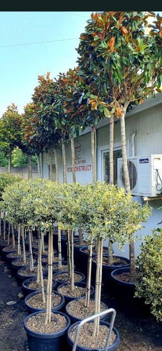 Plante ornamentale  pentru garduri vii