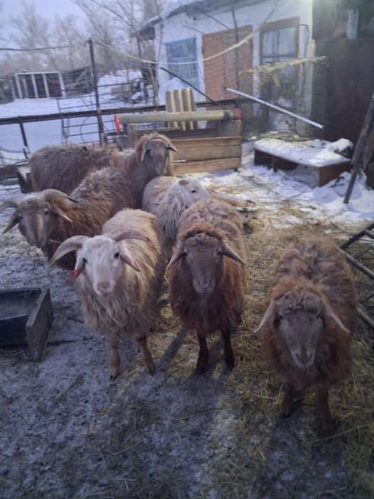 Продам кошкар