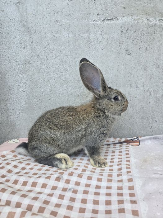 Vand pui urias german