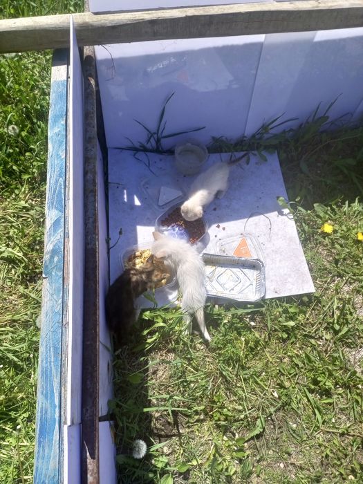 Отдам 4 котят бесплатно