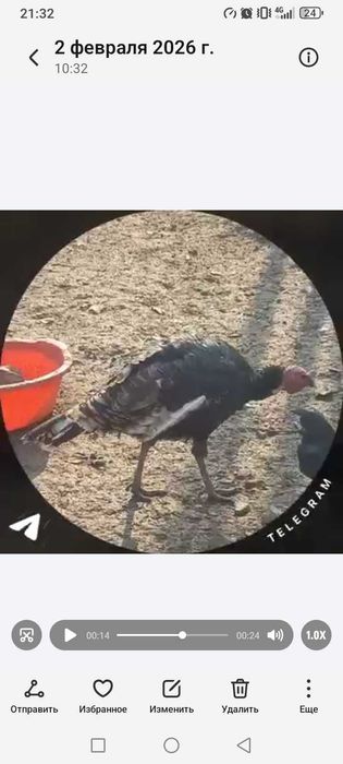 Г'ули сотилади  Индиски у'рдаклар Сотилади Марг'илонда