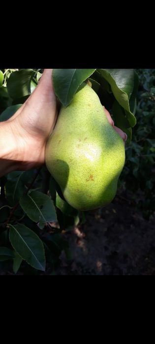 Vand pomi fructiferi si arbusti fructifer