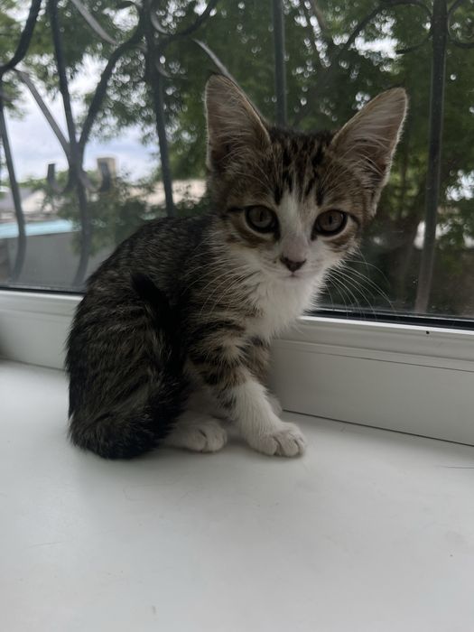 Отдаю котенка девочка