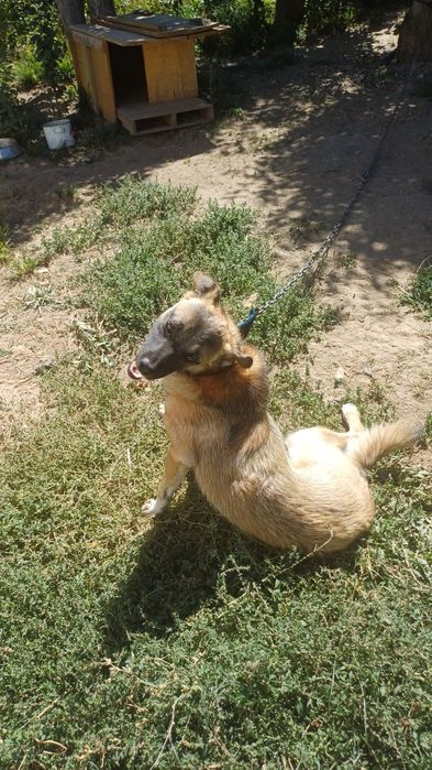 Отдам пса в хорошие руки