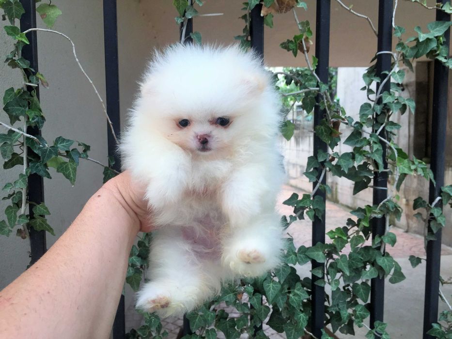 Померан мини Померанчета