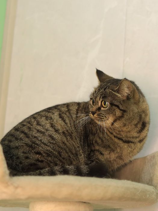 Фортуна 2 годика