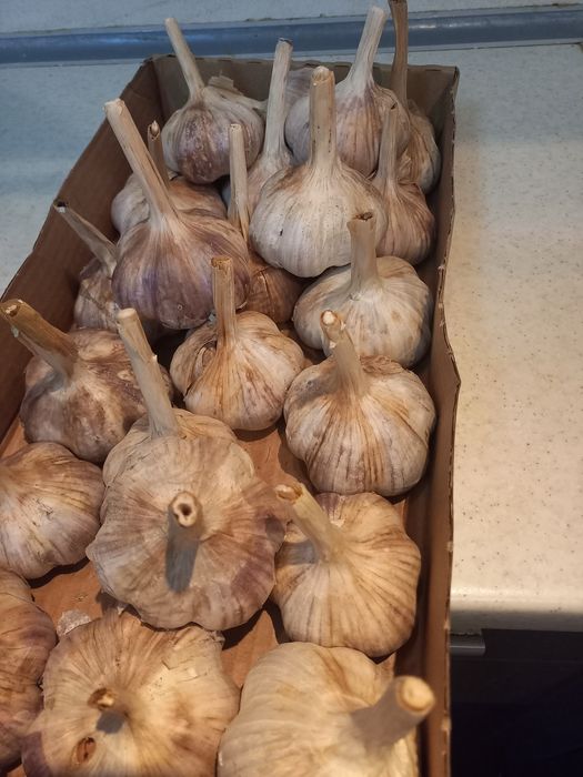 Продам чеснок домашний