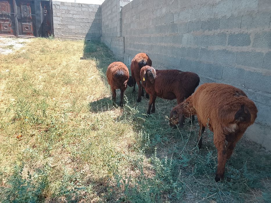 Продам продам продам