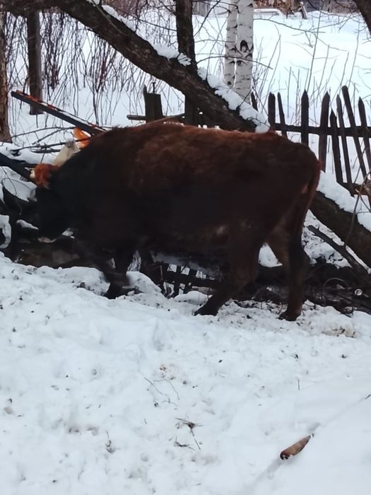 Продам  корову.