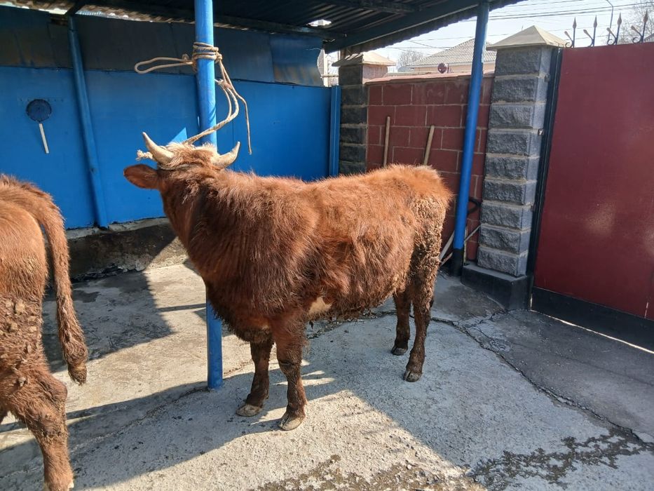 Продам двух бычков породистых!