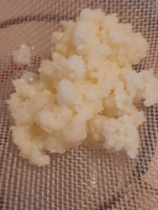 Ciuperca  kefir de lapte chefir de apa scoby kombucha