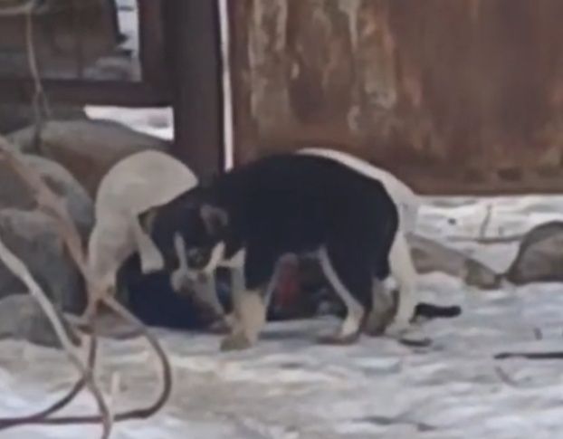 Щенки метисы отдам бесплатно