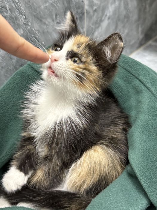 Котенок ищет дом