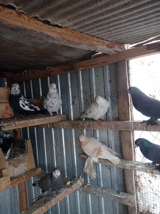 Голуби разные 1500