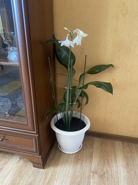 Продам Эухуарис.