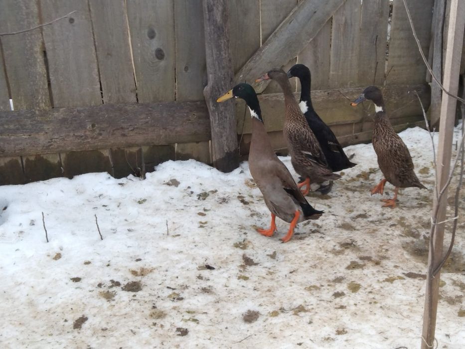 Vând , schimb rațe alergătoare indiene