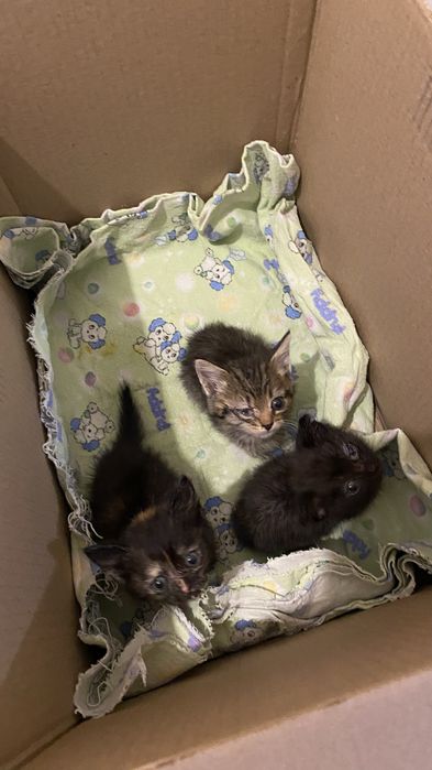 котята бесплатно