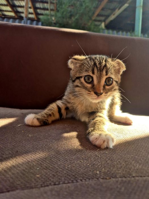 Отдам в добрые руки