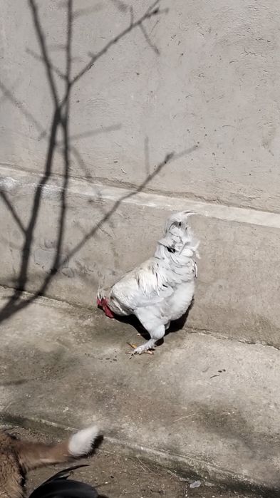 Хохлатая қораз сатылады