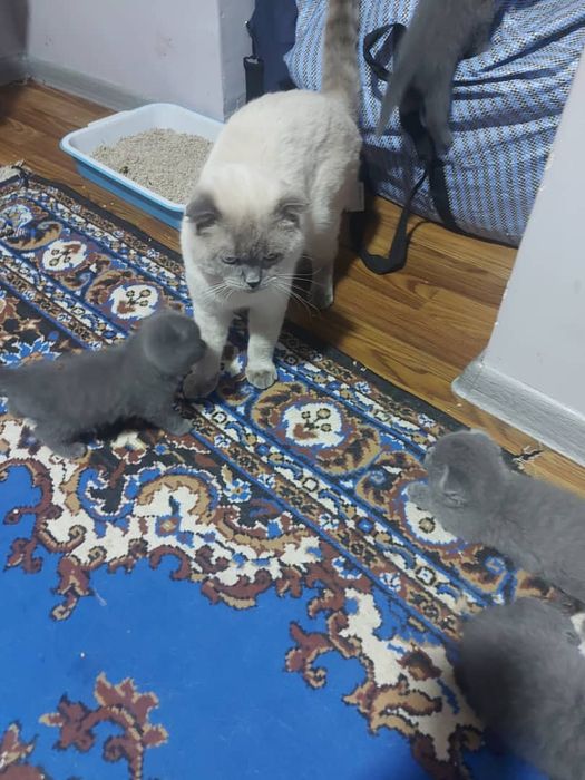 шотландские вислоухие котята