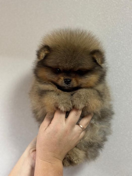 Померанский шпиц