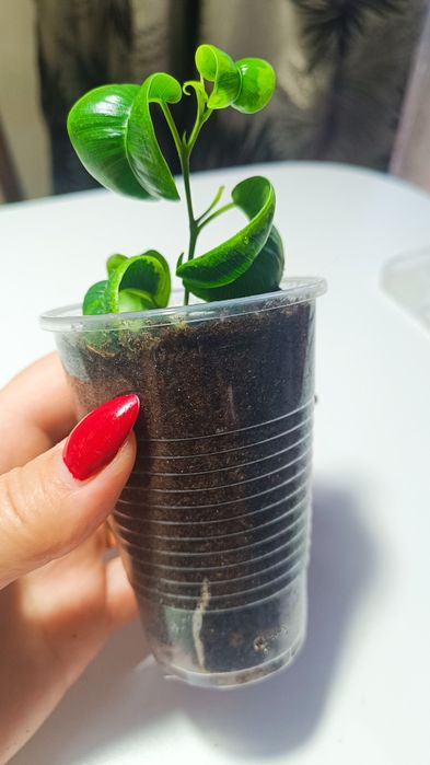 фикус Триангулярис. Фикус Ирен.