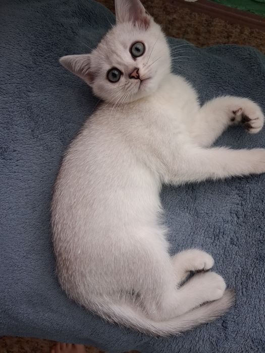 Сребърни британски котенца