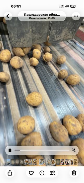 Продам семена Коломбо и Гала. Павлодар.