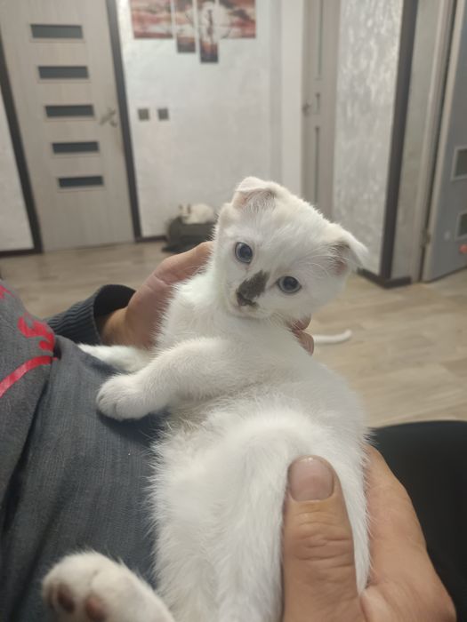 Отдам очень хорошие ручки котят