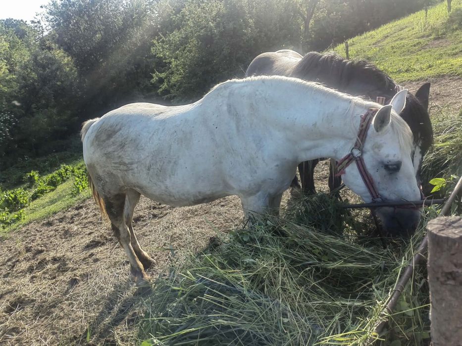 Vand manză  si iapă