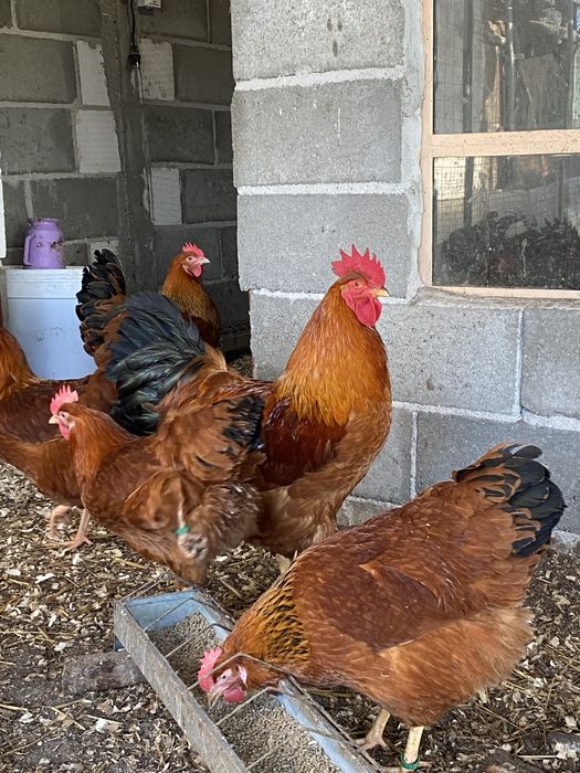 Cocos Australorp, New Hampshire, Plymouth
