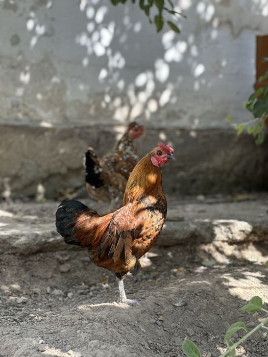 Японский петух продается