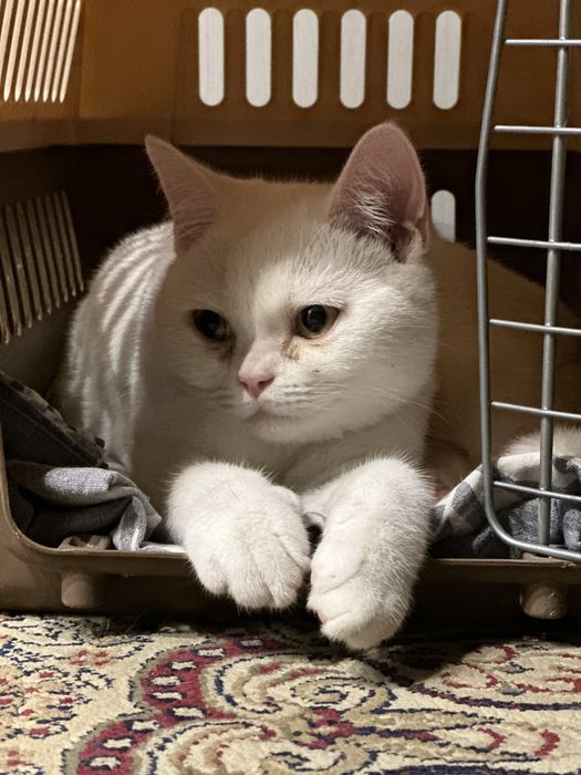 Продается кот скоттиш страйт
